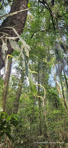 Climbing cactus (Epiphyllum phyllanthus)