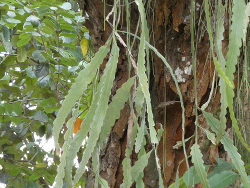 Climbing cactus (Epiphyllum phyllanthus)