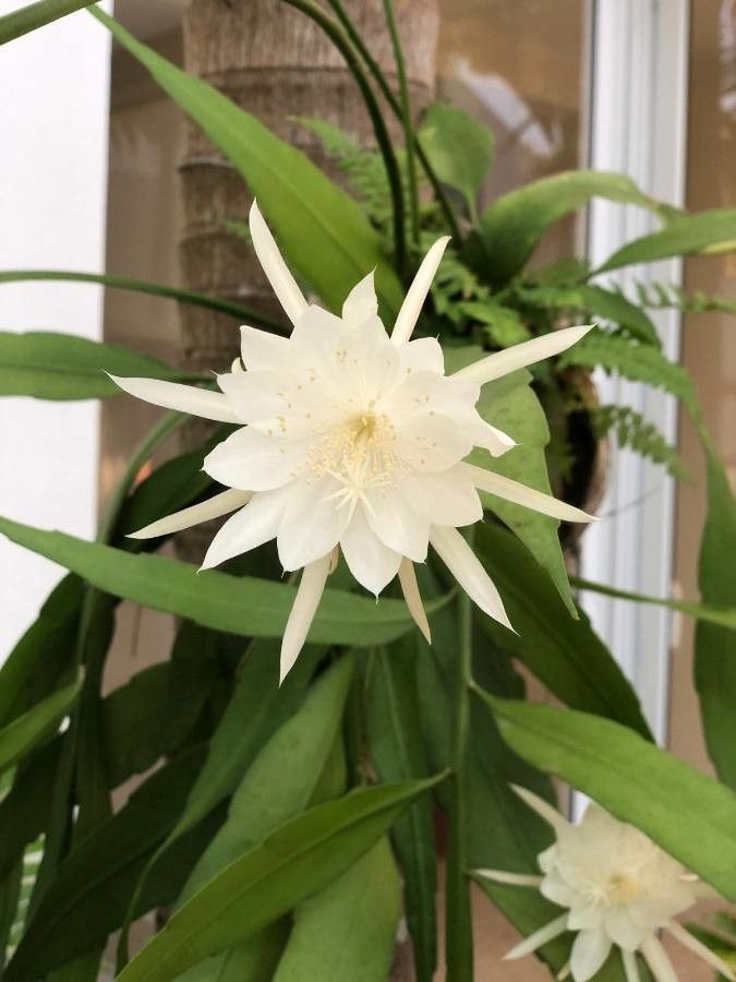 Epiphyllum pumilum: Epiphyllum pumilum