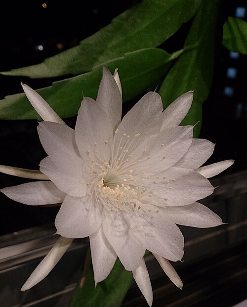 Epiphyllum pumilum: Epiphyllum oxypetalum. Common names: Queen of the Night. Gul-e-Bakawali. Dutchman's Pipe Cactus. Chinese: Tan Hua (昙花).