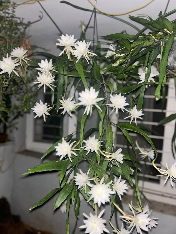 Epiphyllum pumilum: Epiphyllum pumilum
