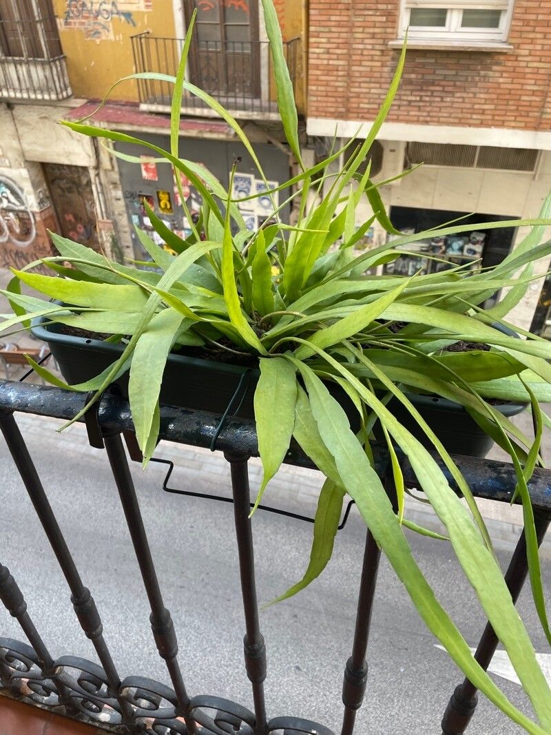 Epiphyllum pumilum: Epiphyllum pumilum