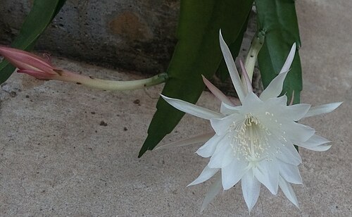 Epiphyllum pumilum: Epiphyllum pumilum