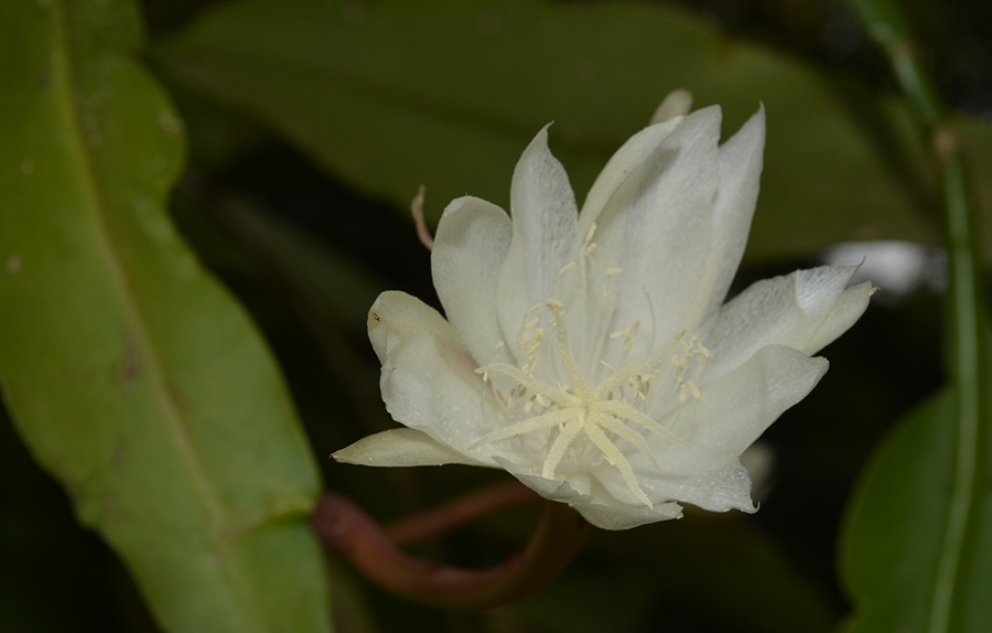 Epiphyllum pumilum: Dutchman's pipe cactus ( Epiphyllum pumilum ) in Mexico