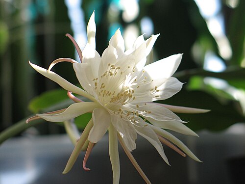 Epiphyllum pumilum: Epiphyllum pumilum