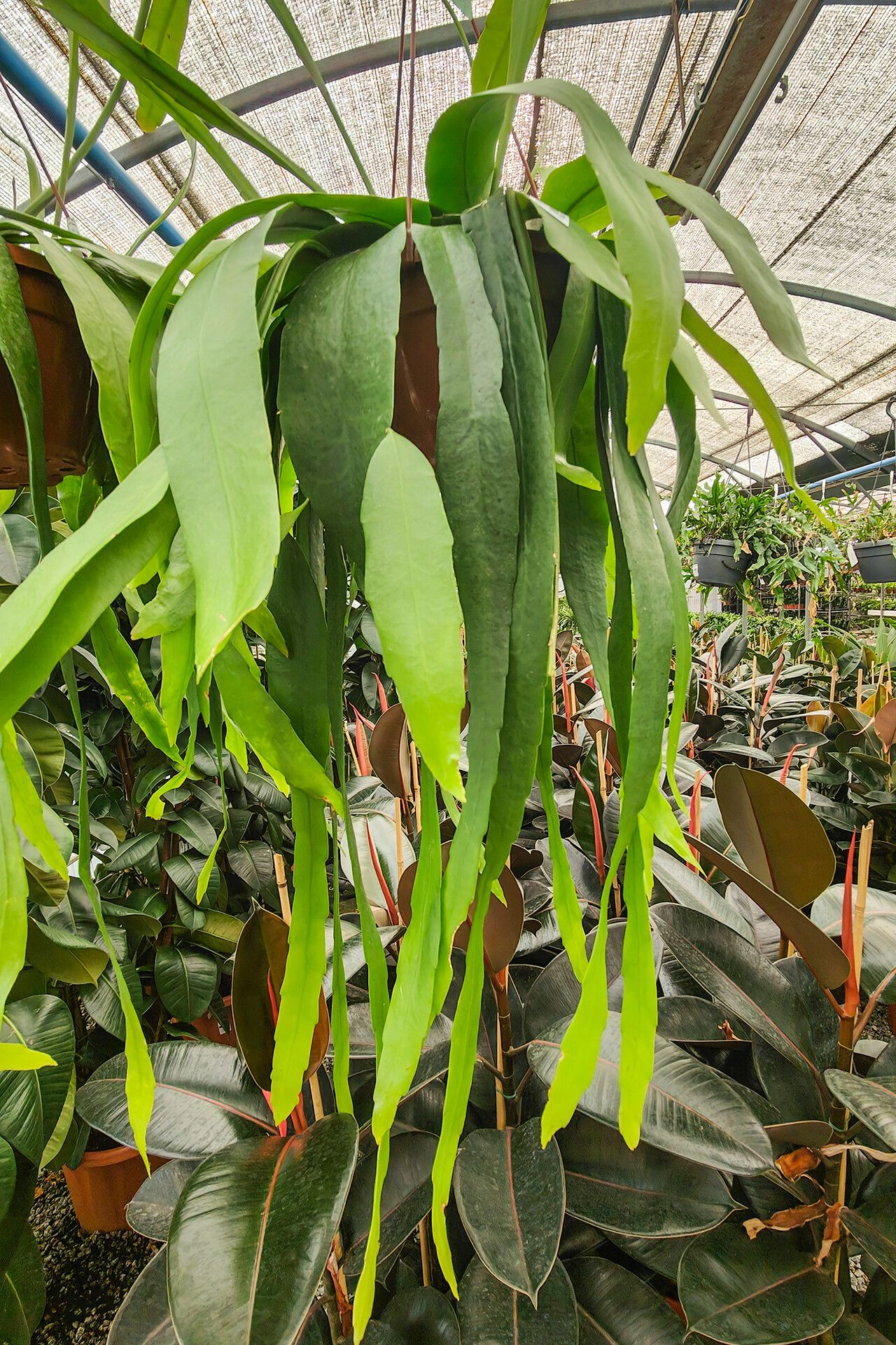 Epiphyllum pumilum: Epiphyllum pumilum