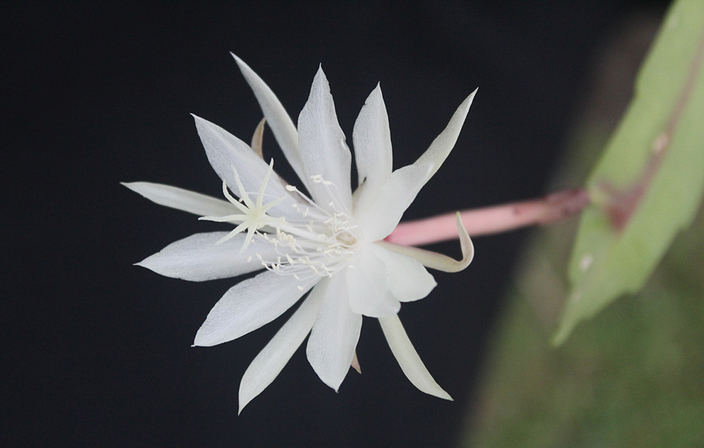 Epiphyllum pumilum: Dutchman's pipe cactus ( Epiphyllum pumilum ) in Mexico