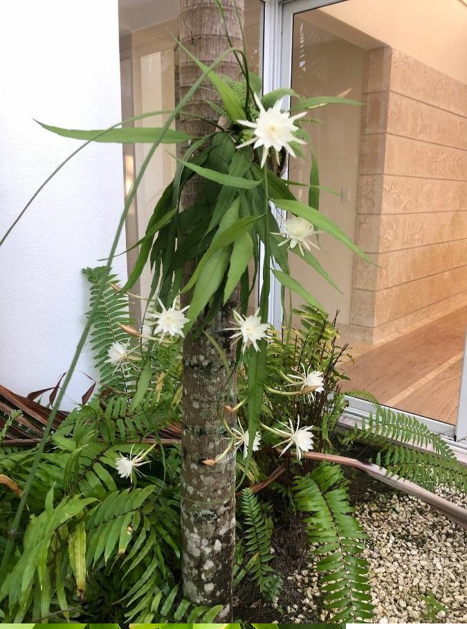 Epiphyllum pumilum: Epiphyllum pumilum