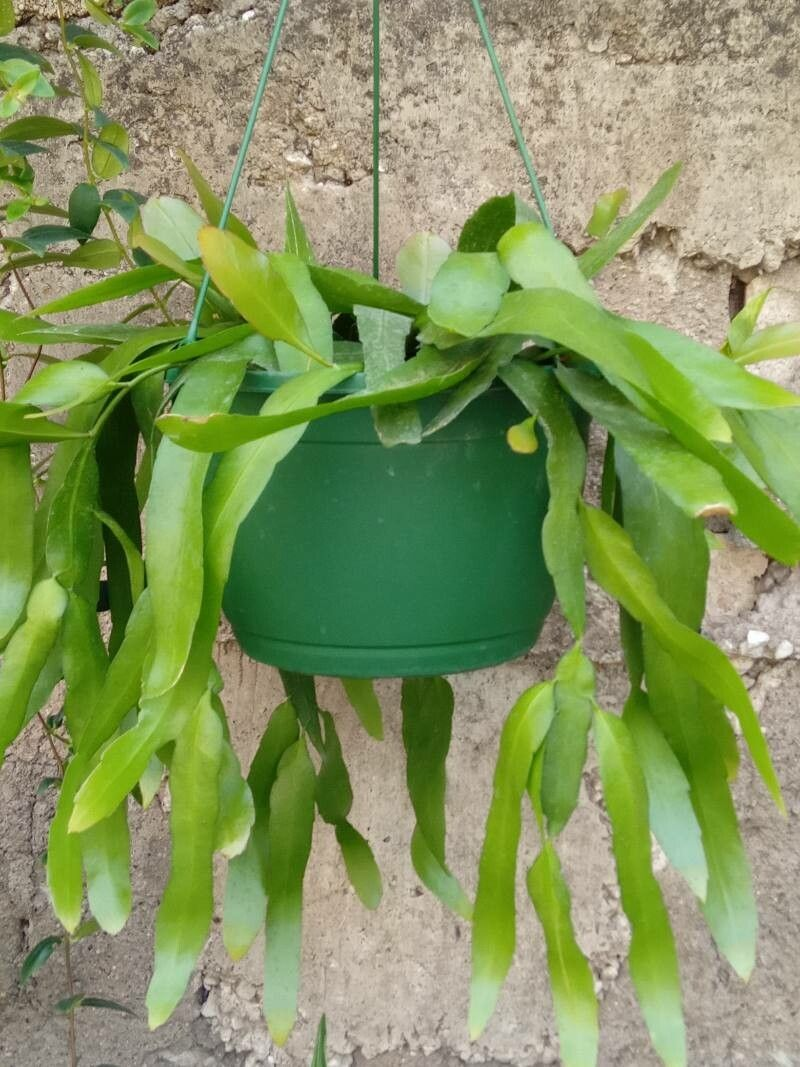 Epiphyllum pumilum: Epiphyllum pumilum