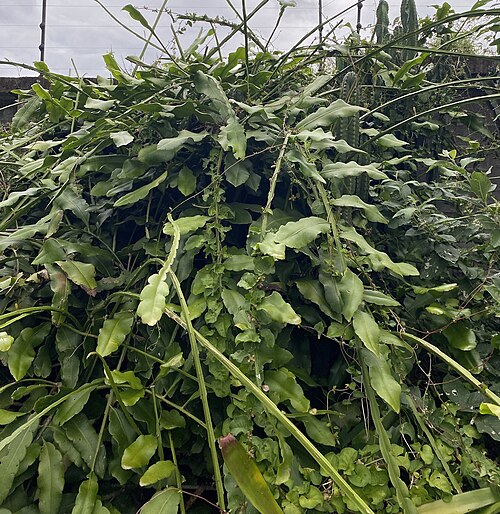 Epiphyllum thomasianum: Epiphyllum thomasianum in Costa Rica