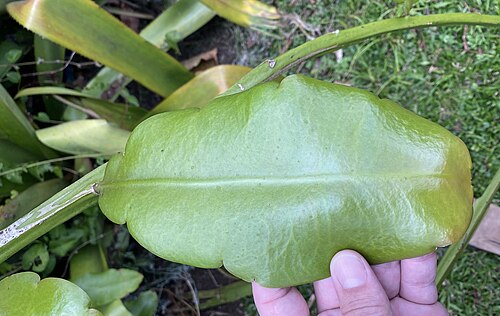 Epiphyllum thomasianum: Epiphyllum thomasianum in Costa Rica