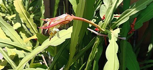 Epiphyllum thomasianum: Epiphyllum thomasianum, Serdang Jaya, Seri Kembangan, Selangor, Malaysia, 2020-03-16 (iNaturalist).