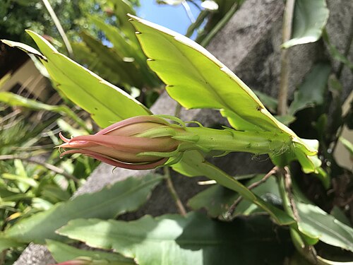 Epiphyllum thomasianum: Epiphyllum thomasianum, Avenida 42, San Jose, San Jose, CR, 2020-04-26 (iNaturalist).