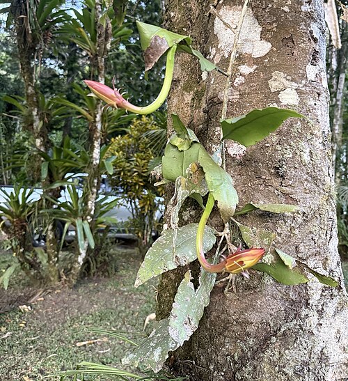 Epiphyllum thomasianum: Epiphyllum thomasianum costaricense in Nicaragua