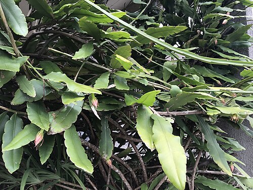 Epiphyllum thomasianum: Epiphyllum thomasianum, Avenida 42, San Jose, San Jose, CR, 2020-04-26 (iNaturalist).