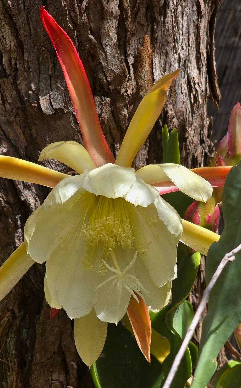 Epiphyllum thomasianum: Epiphyllum thomasianum