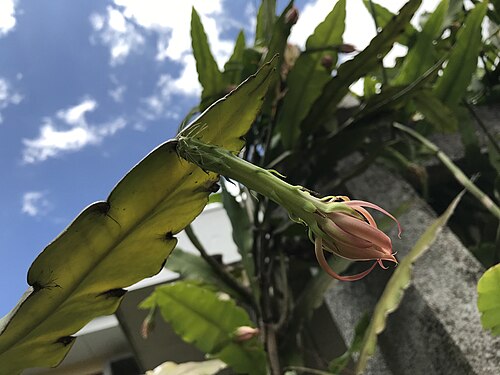 Epiphyllum thomasianum: Epiphyllum thomasianum, Avenida 42, San Jose, San Jose, CR, 2020-04-26 (iNaturalist).