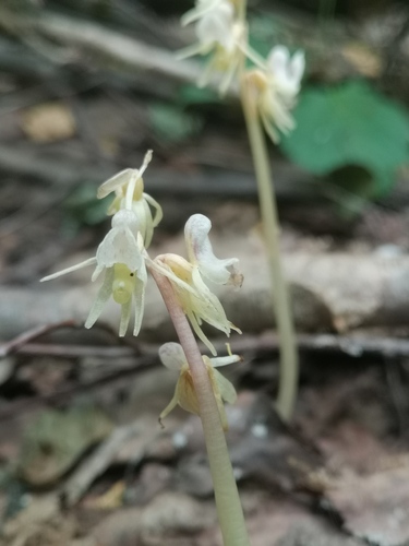 Ghost orchid (Epipogium aphyllum)
