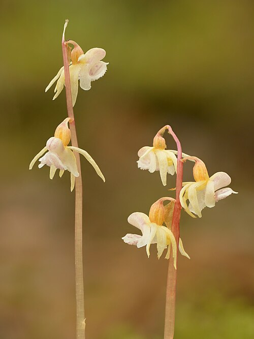 Ghost orchid: Ghost orchid . Flower size ca 20 mm