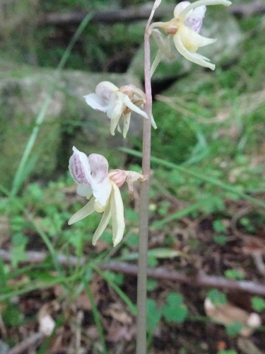 Ghost orchid (Epipogium aphyllum)