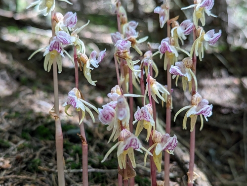 Ghost orchid (Epipogium aphyllum)