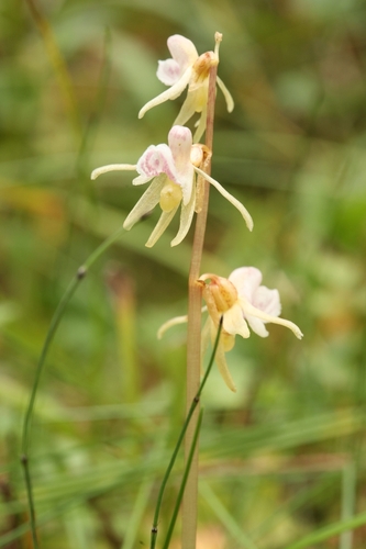 Ghost orchid (Epipogium aphyllum)