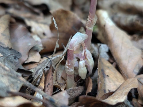 Ghost orchid (Epipogium aphyllum)
