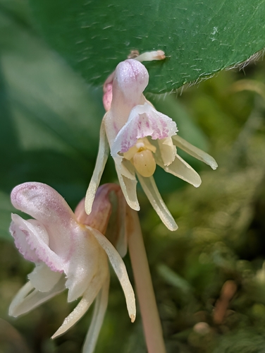 Ghost orchid (Epipogium aphyllum)