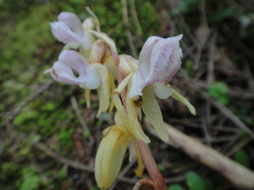 Ghost orchid (Epipogium aphyllum)