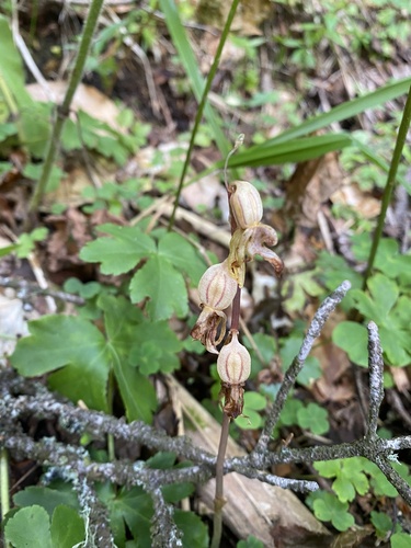 Ghost orchid (Epipogium aphyllum)