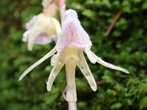 Ghost orchid (Epipogium aphyllum)