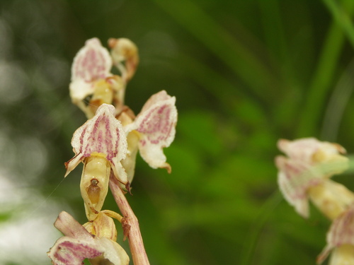 Ghost orchid (Epipogium aphyllum)