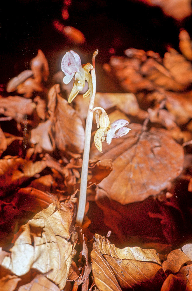 Ghost orchid (Epipogium aphyllum)