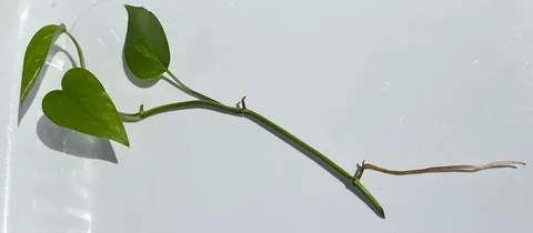Pothos: Photo of a cutting taken from a Epipremnum Aureum (Devil's Ivy) plant. The cutting has been propagated in water which led to the growth of new roots (pictured b