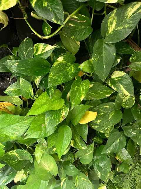 Pothos (Epipremnum aureum)