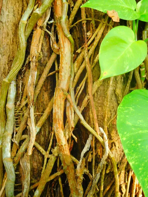 Pothos: Pothos