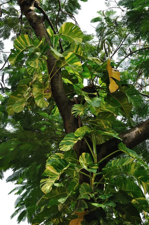 Pothos: This media file is uploaded with India loves Wikipedia event .