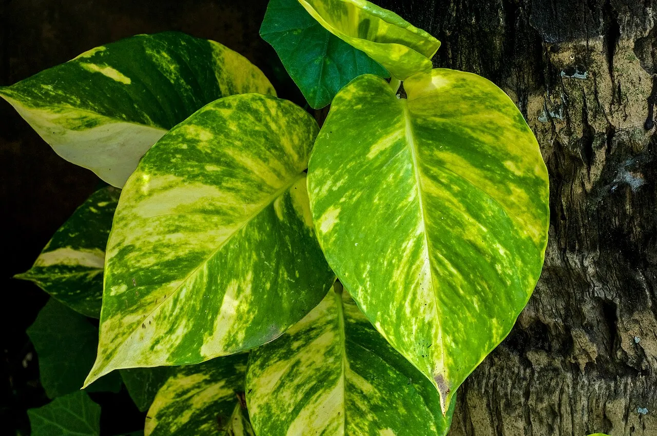 Pothos: Epipremnum aureum (Money Plant, Cultivar: Golden Queen) leaves. Photographed at Burdwan, West Bengal, India.
