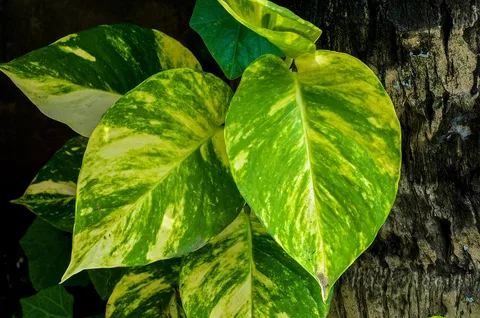 Pothos: Epipremnum aureum (Money Plant, Cultivar: Golden Queen) leaves. Photographed at Burdwan, West Bengal, India.