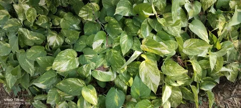 Pothos (Epipremnum aureum)