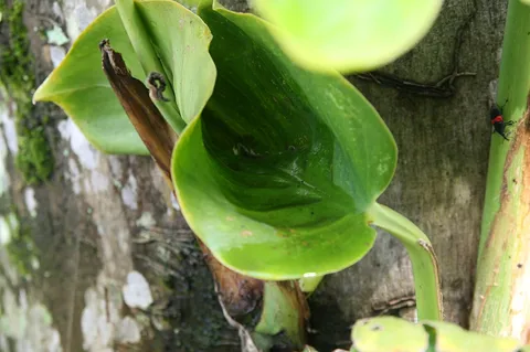 Pothos: Location taken: Else Kientzler Botanical Garden, Sarchi Norte, Costa Rica. Names: Epipremnum aureum (Linden & André) G.S.Bunting, Alu, Efeutute, Epipremnum aure