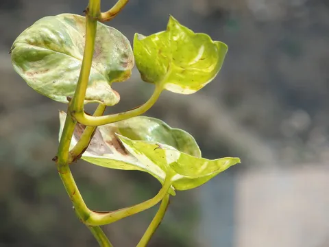 Pothos: taken from window