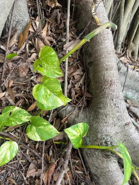 Pothos (Epipremnum aureum)