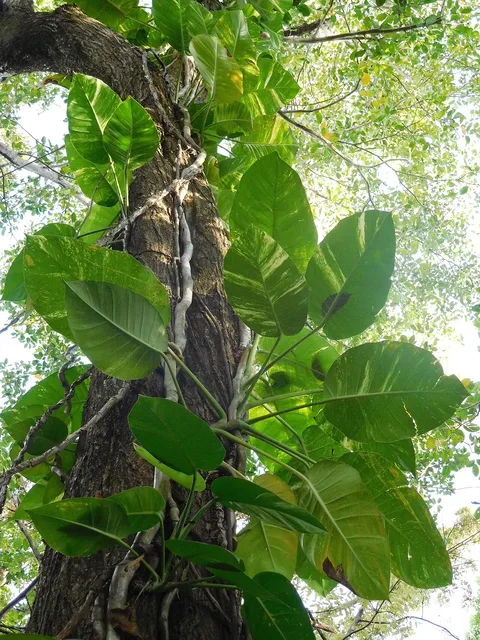 Pothos: Pothos:plante de la forêt domaniale de douville à goyave en Guadeloupe.
