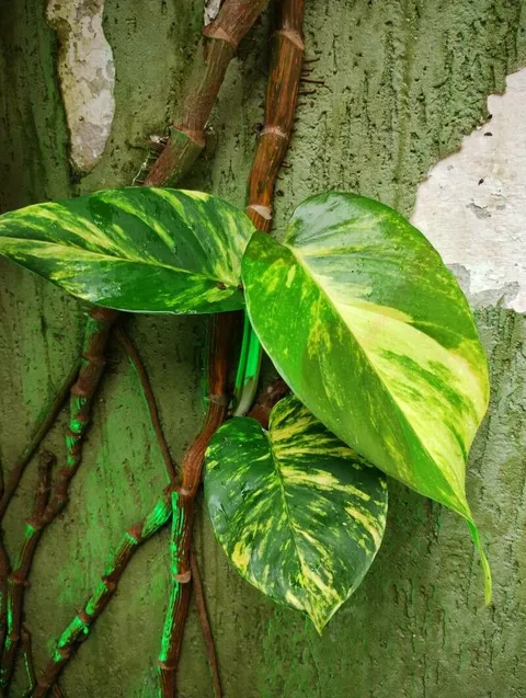 Pothos (Epipremnum aureum)