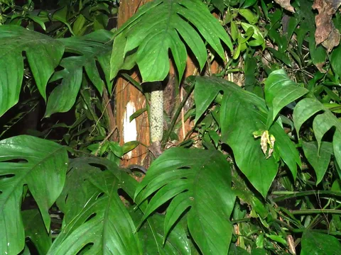 Dragon tail plant