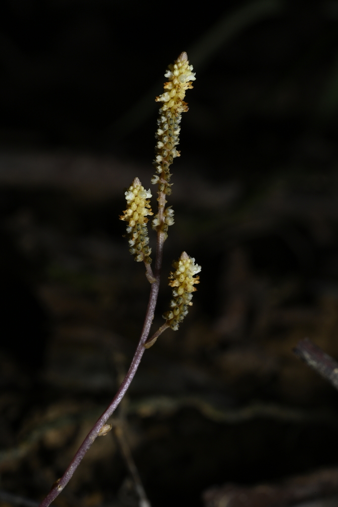 Epirixanthes elongata (Epirixanthes elongata)