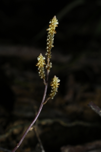 Epirixanthes elongata (Epirixanthes elongata)