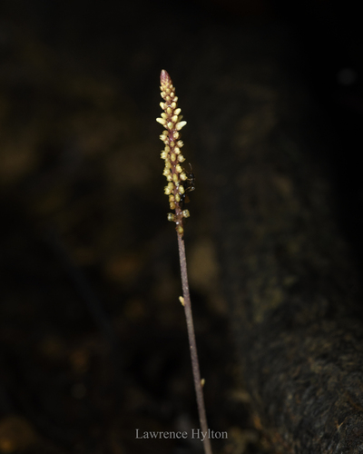 Epirixanthes elongata (Epirixanthes elongata)