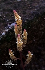 Epirixanthes elongata (Epirixanthes elongata)